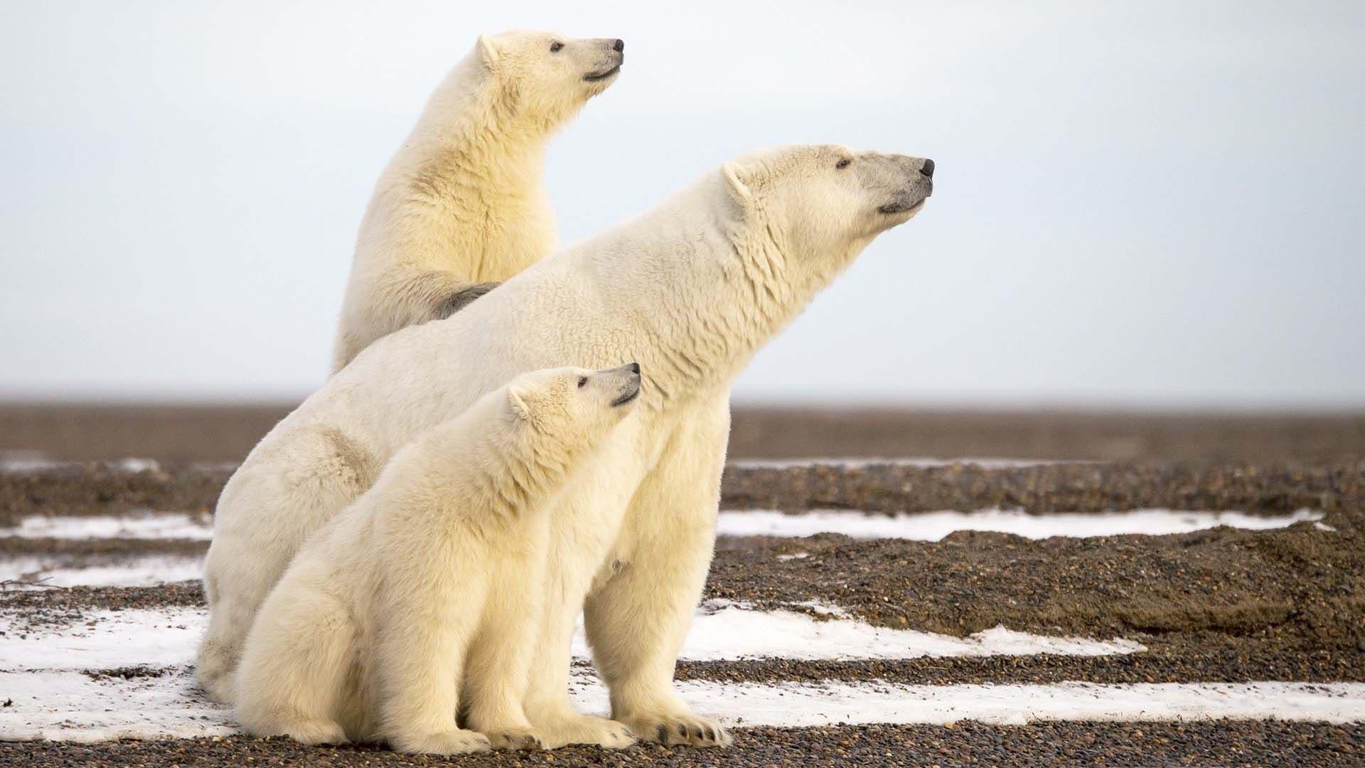 L'Année de l'ours backdrop