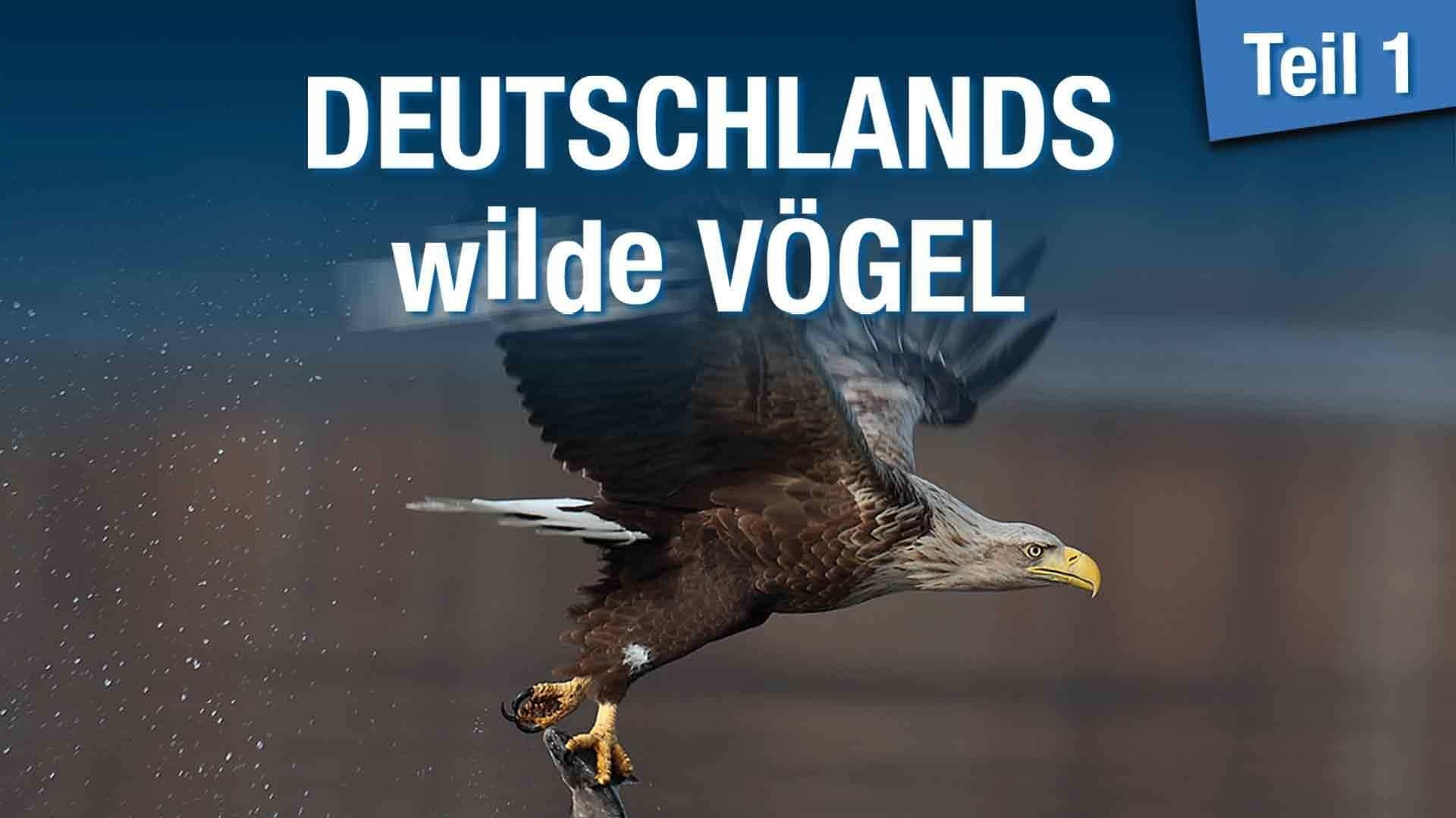 Deutschlands wilde Vögel backdrop