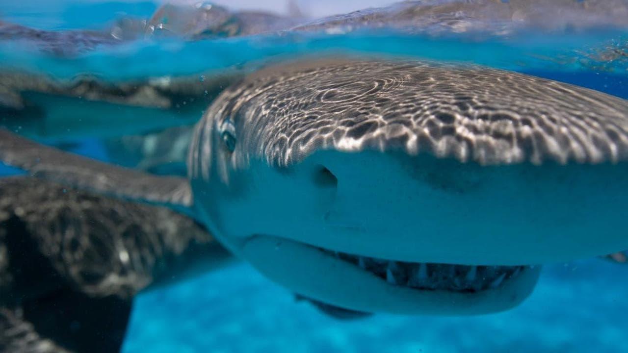Requin - Le mangeur de sable backdrop