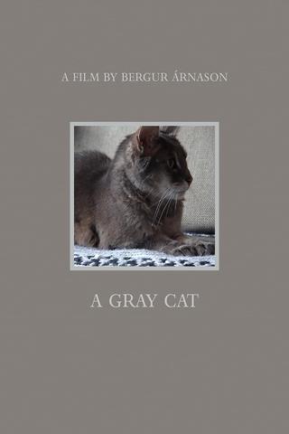 A gray cat poster