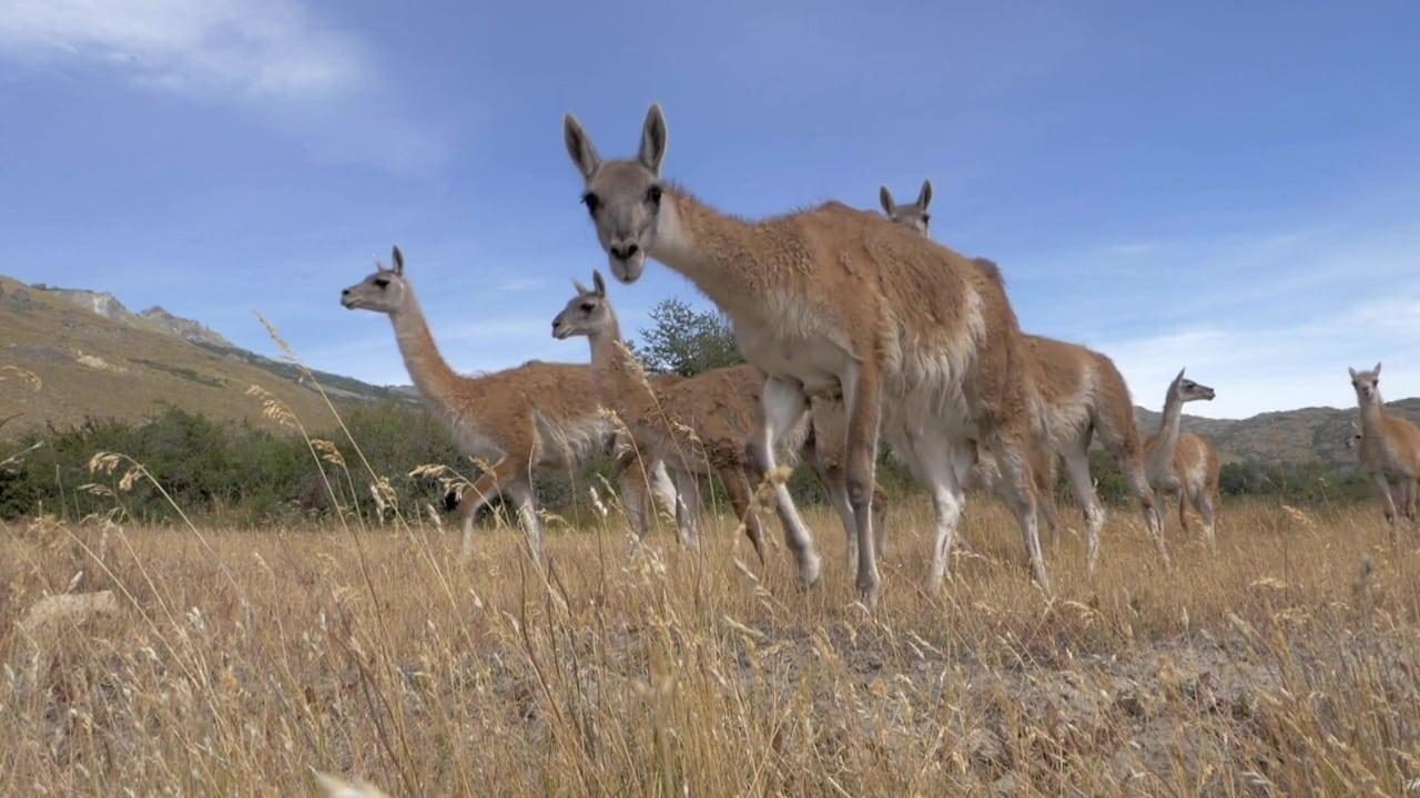 Parque Patagonia backdrop