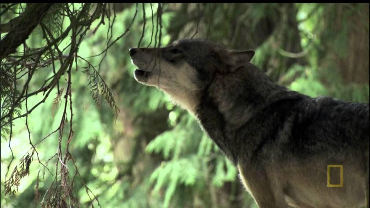 A Man Among Wolves backdrop