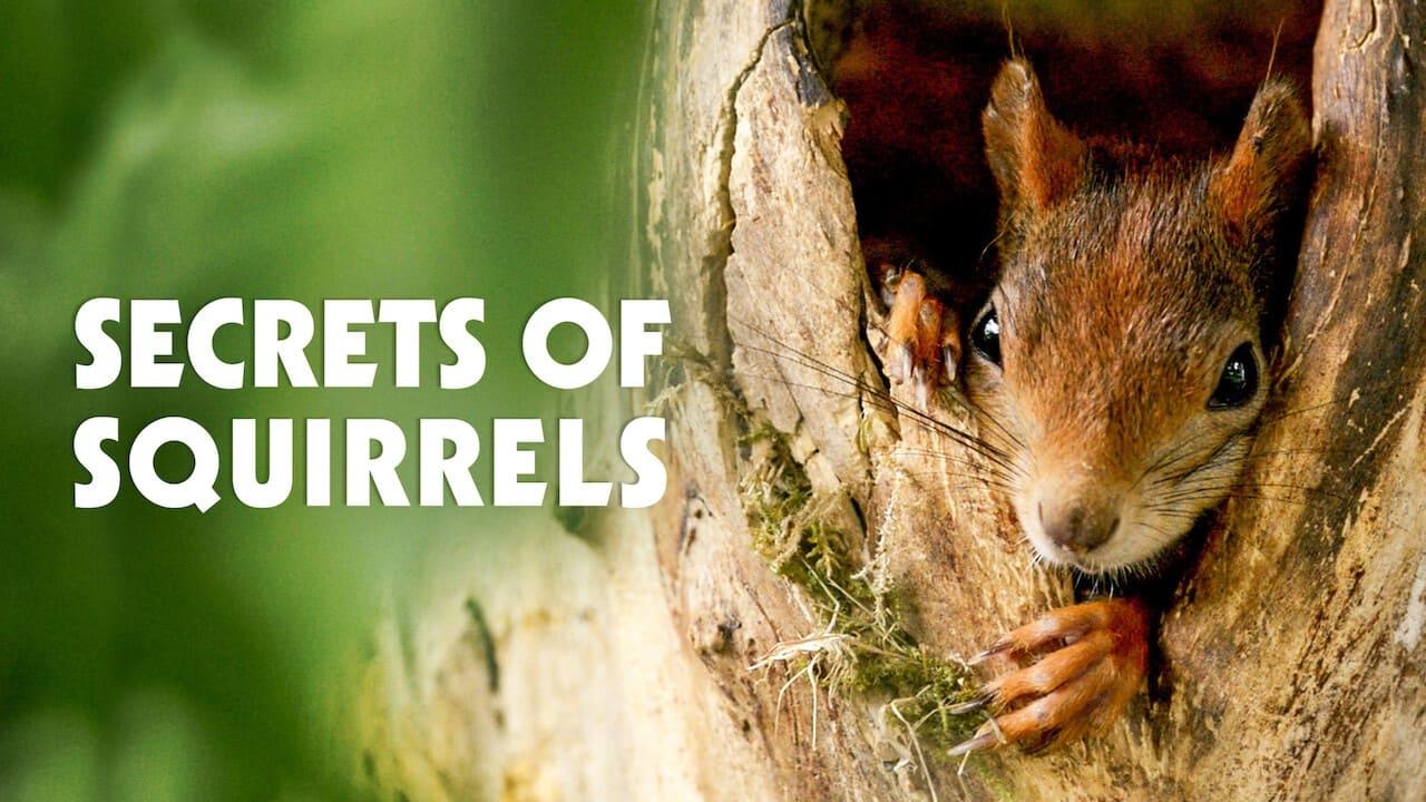 Secrets of Squirrels backdrop