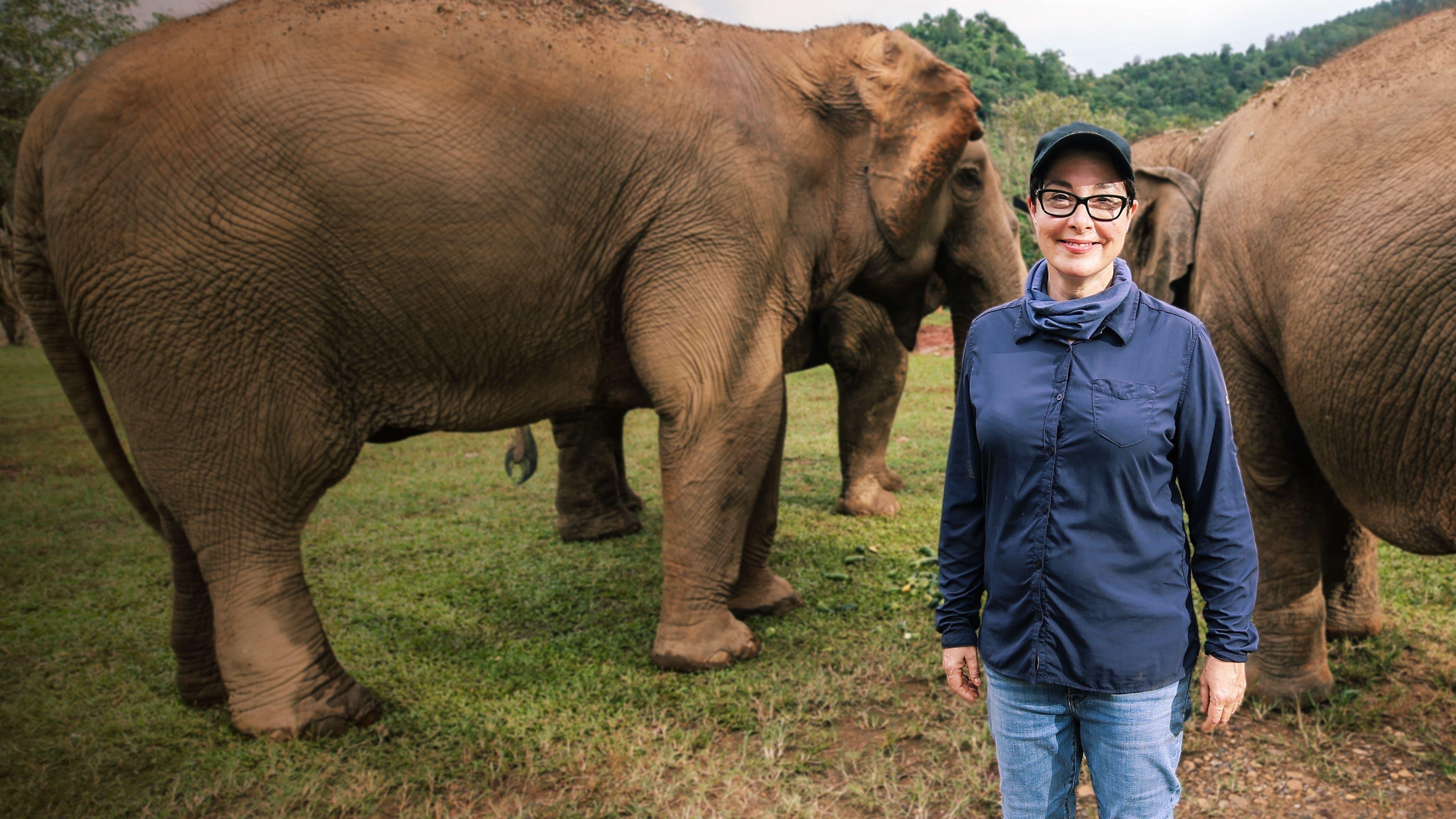 Sue Perkins: Lost in Thailand backdrop