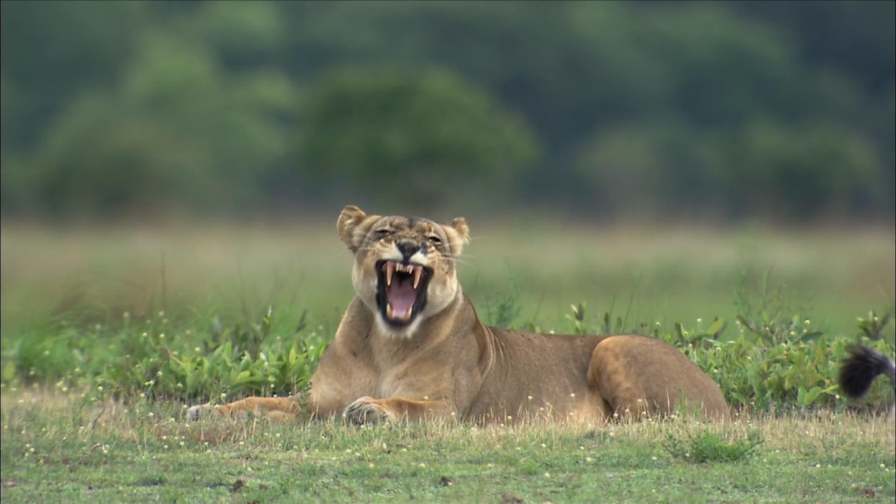 The Last Lioness: Birth of a Pride backdrop