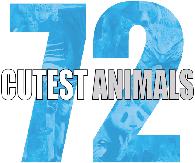 72 Cutest Animals logo