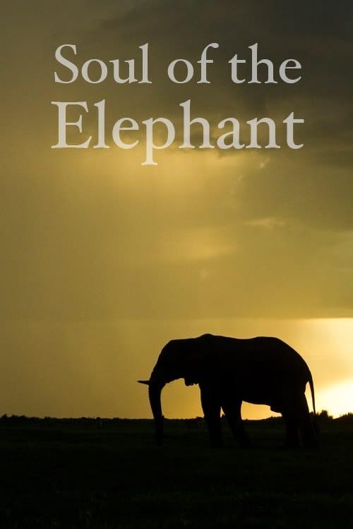 Soul of the Elephant poster