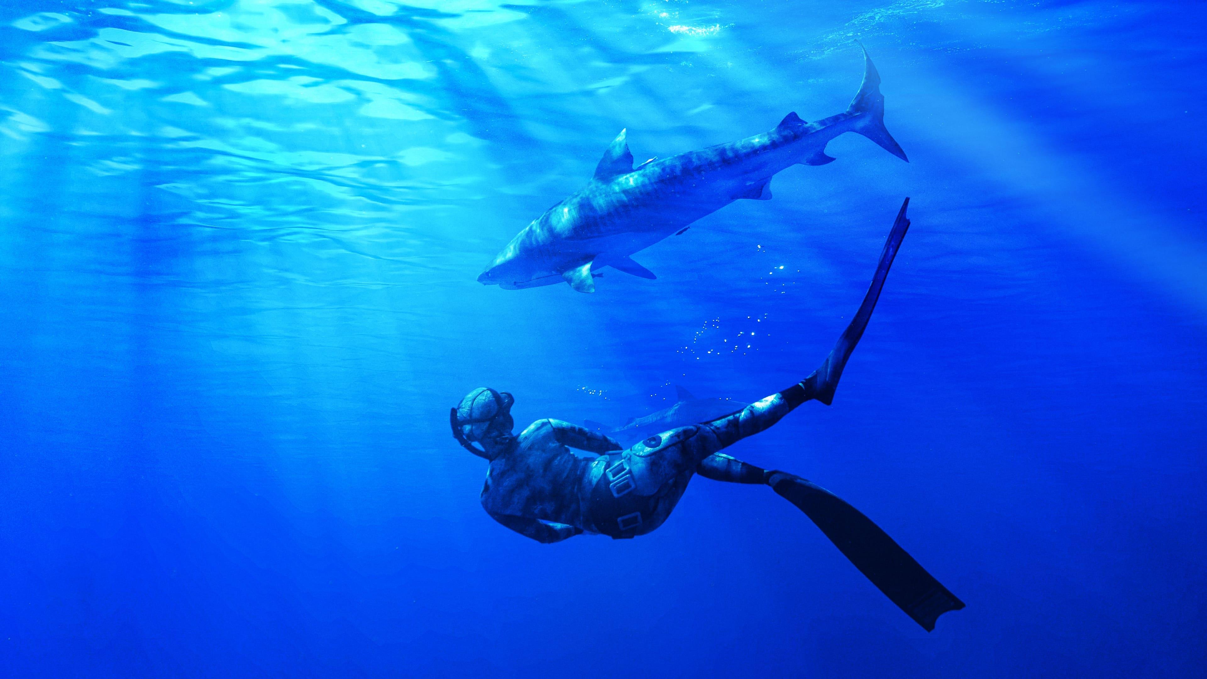 Maui Shark Mystery backdrop