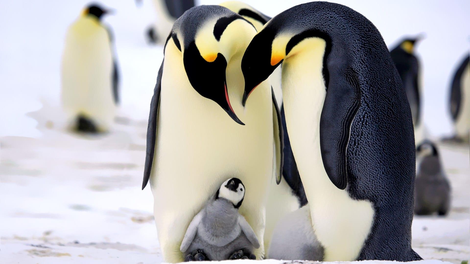 Penguins: Spy in the Huddle backdrop