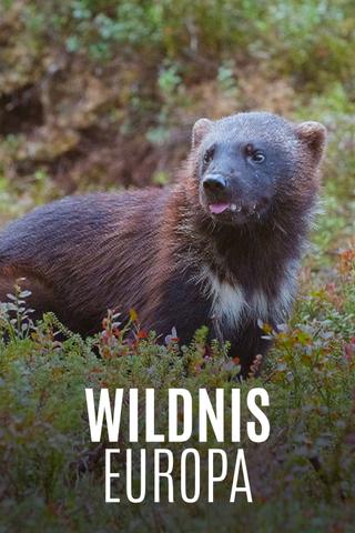 Wildnis Europa poster