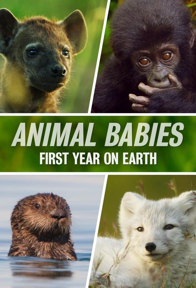 Animal Babies: First Year On Earth poster