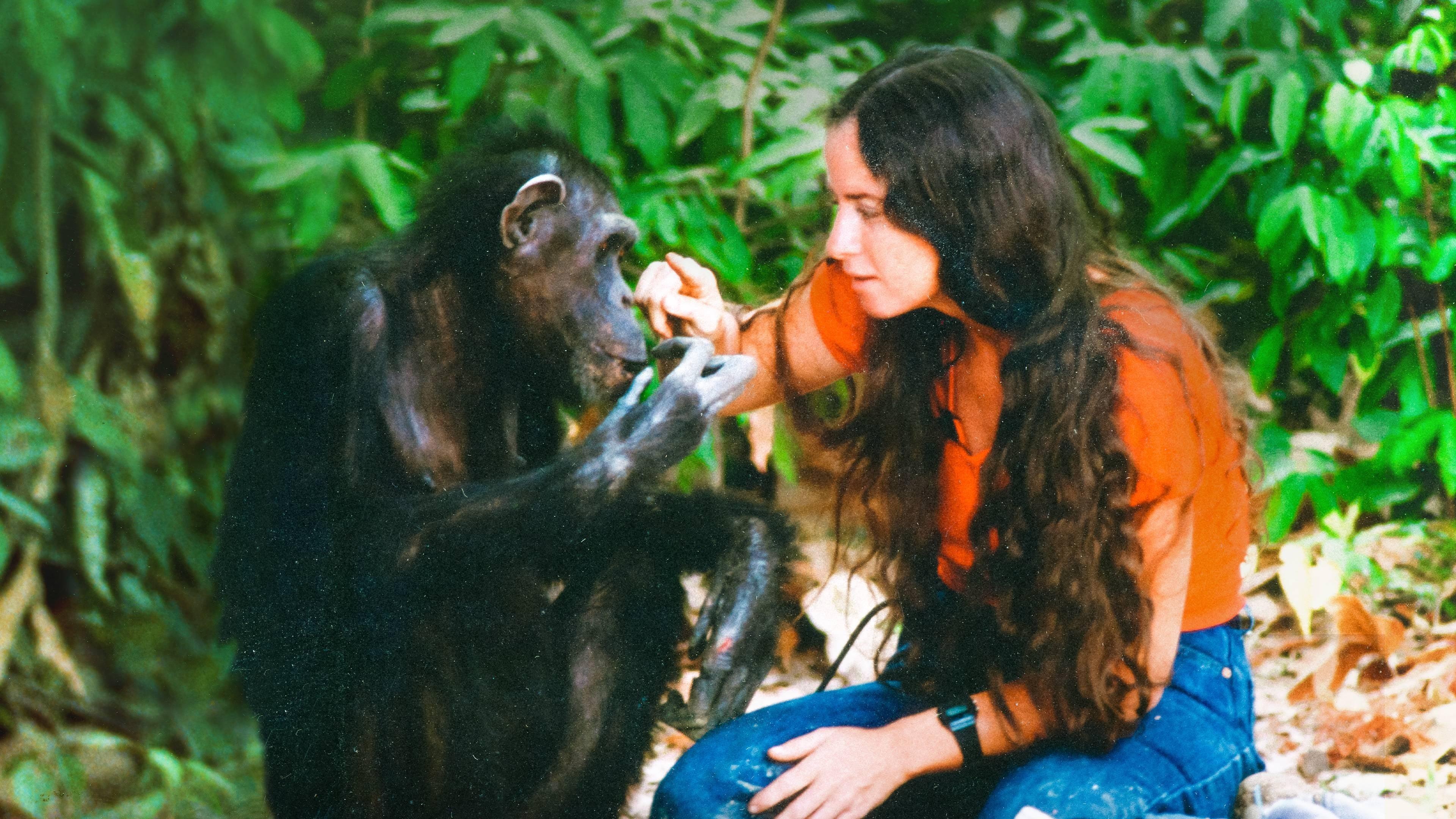 Lucy the Human Chimp backdrop