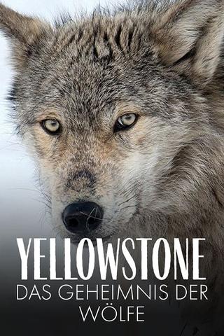 Yellowstone: The Mystery of the Wolves poster