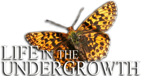 Life in the Undergrowth logo