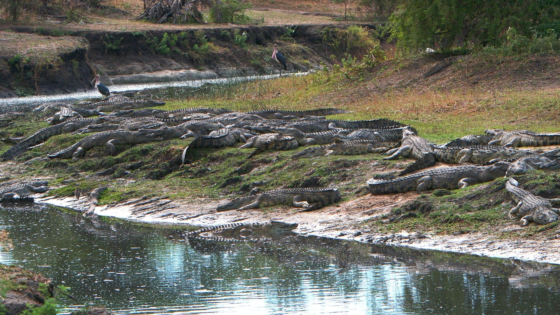 Crocs of Katuma backdrop