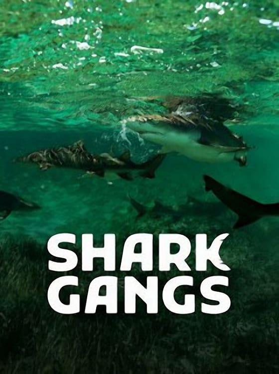 Shark Gangs poster