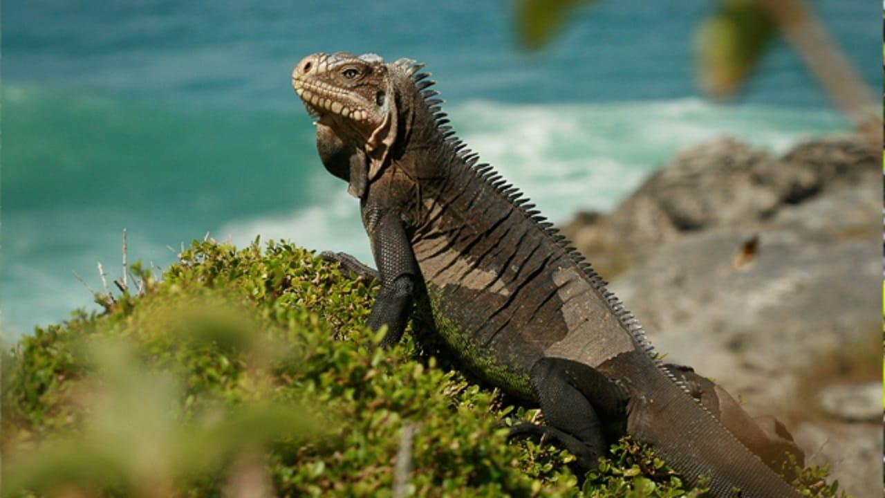 Caraïbes sauvages, les rivages de la diversité backdrop