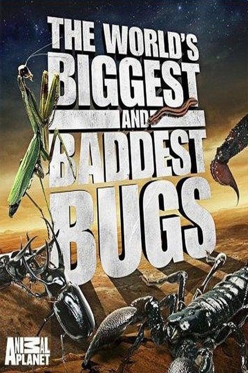 The World's Biggest and Baddest Bugs poster