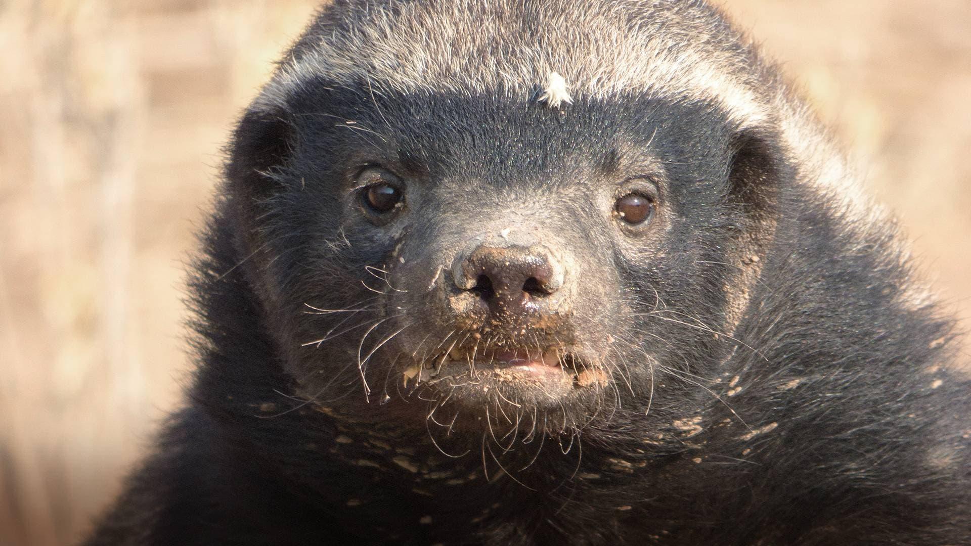 Honey Badger: Grit backdrop