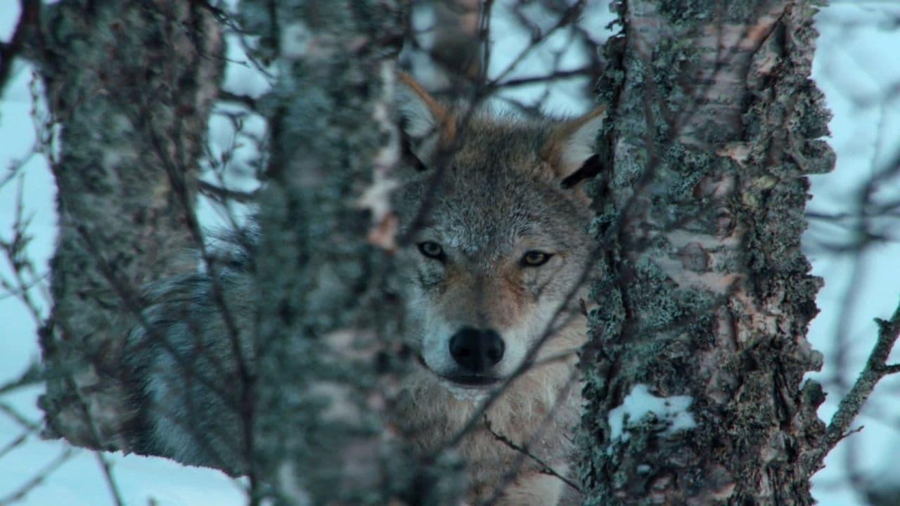 Europe's Great Wilderness backdrop