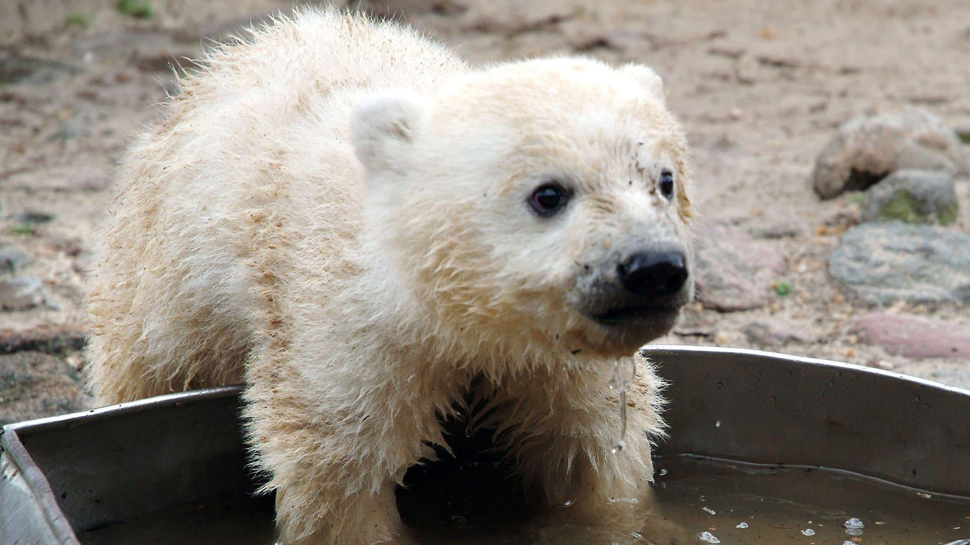Knut - Aus der Kinderstube eines Eisbären backdrop