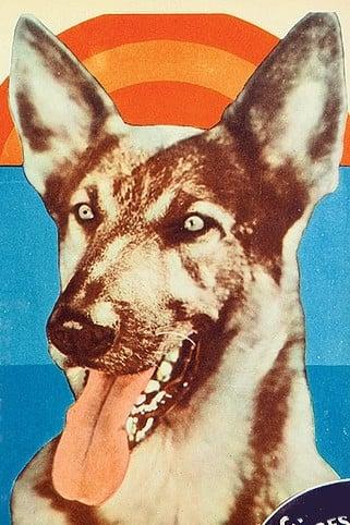 Kazan the Wonder Dog poster