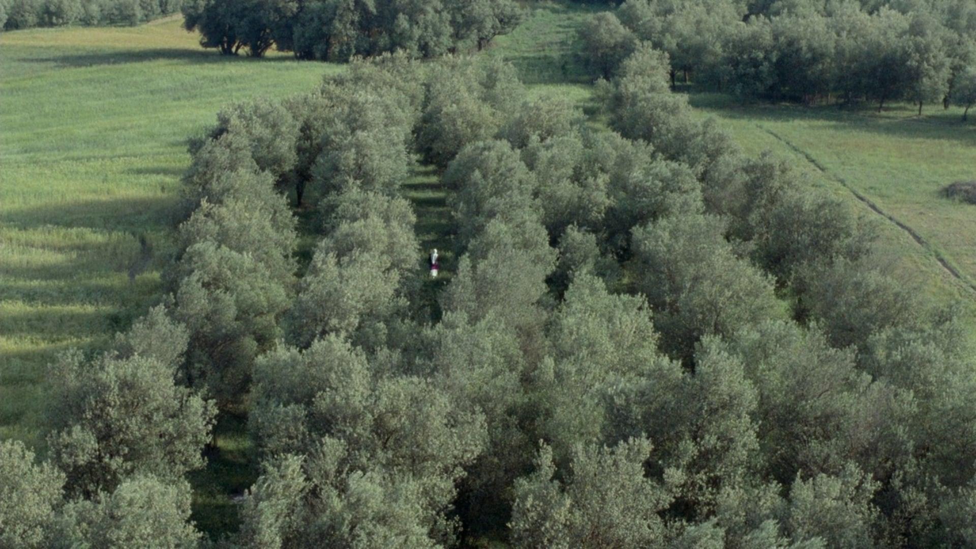 Through the Olive Trees backdrop