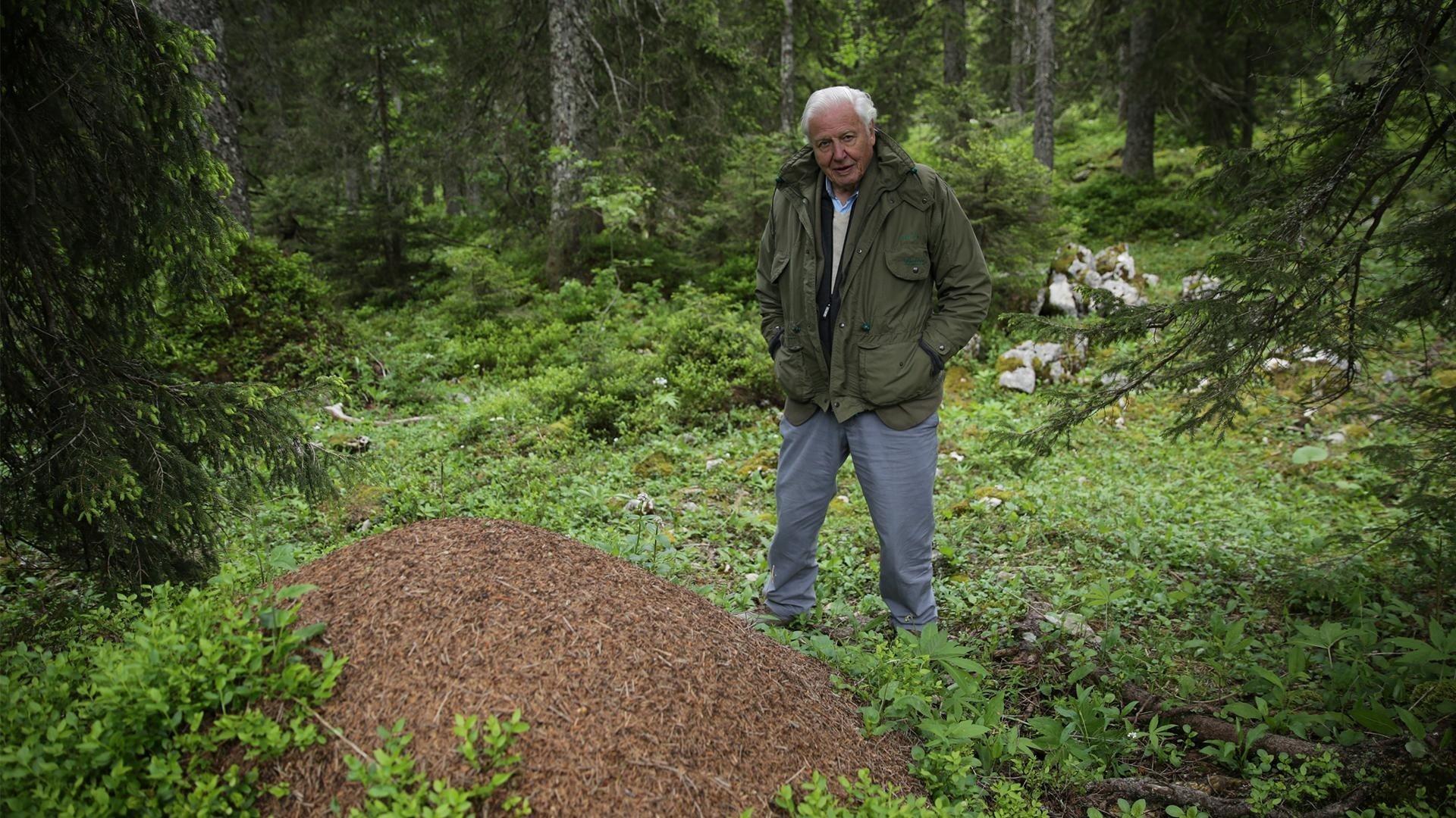 David Attenborough's Ant Mountain backdrop