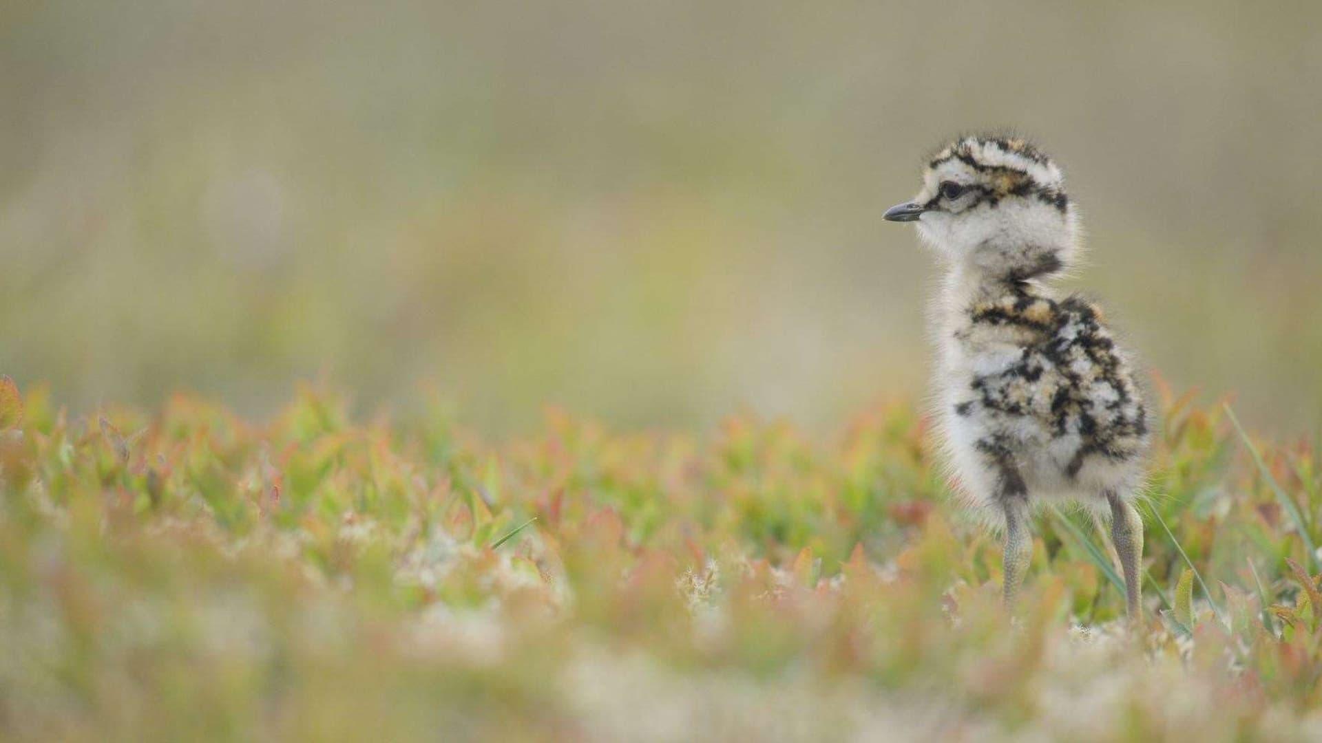 Scotland: The New Wild backdrop