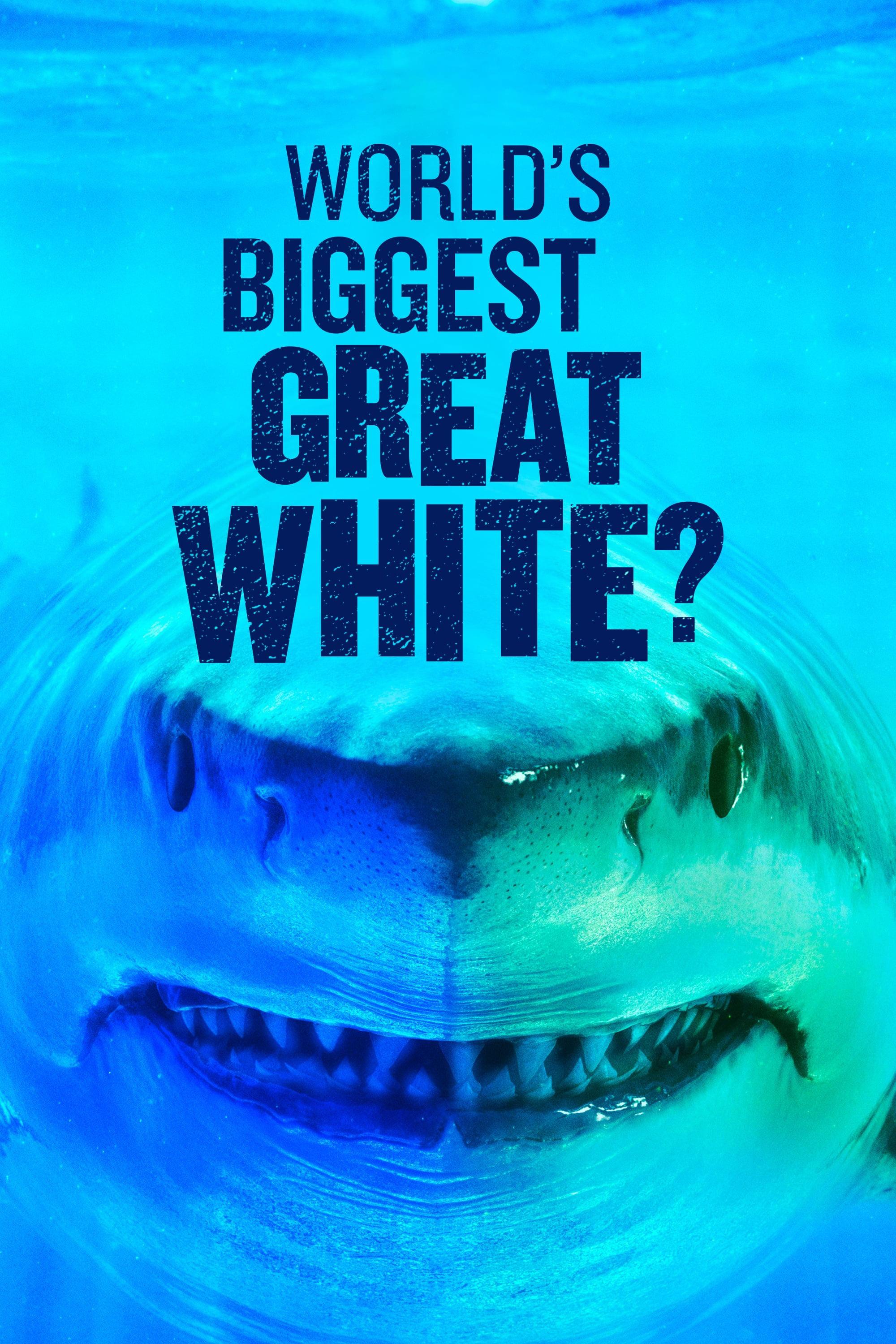 World's Biggest Great White? poster