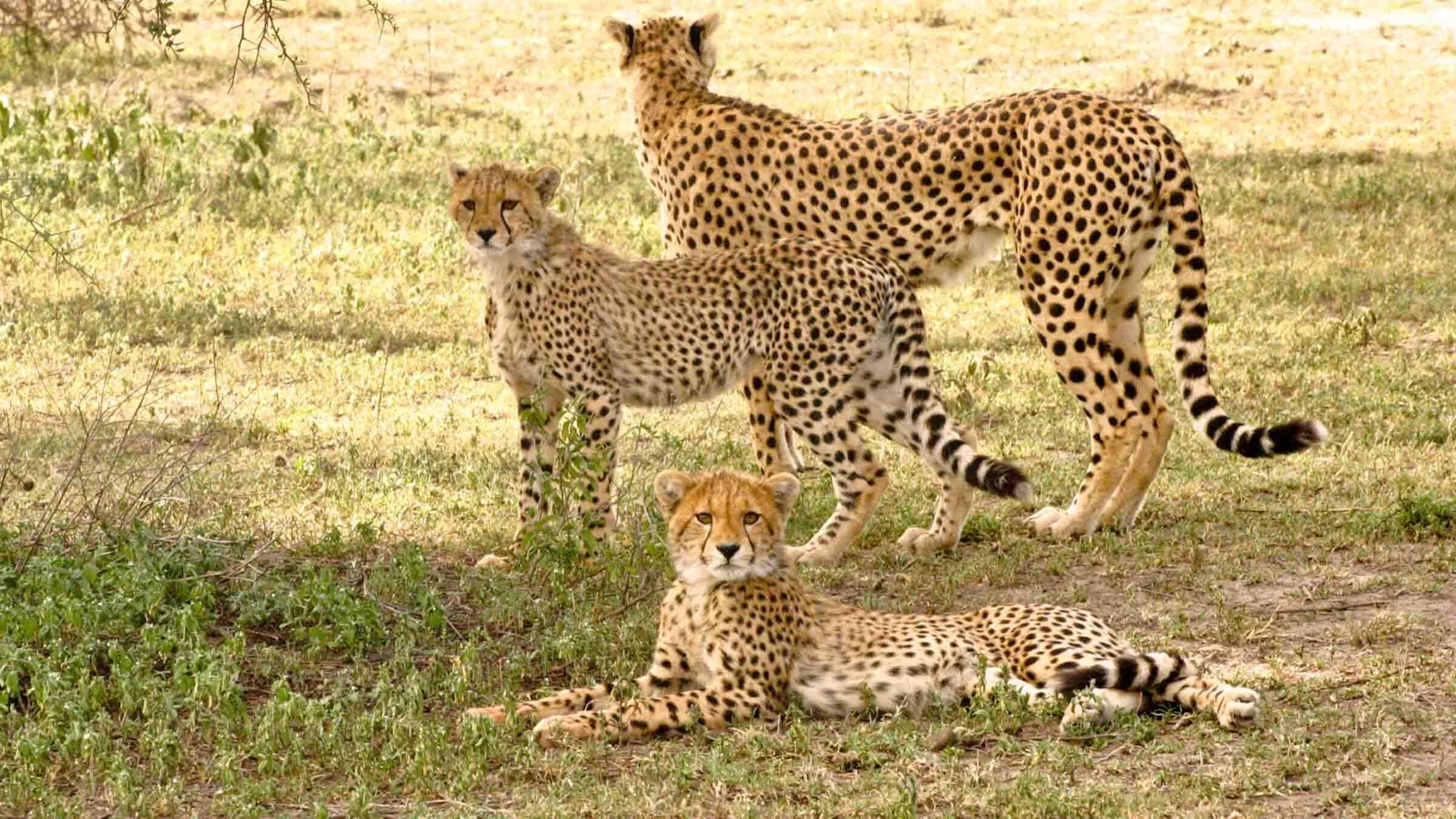 Serengeti Speed Queen backdrop