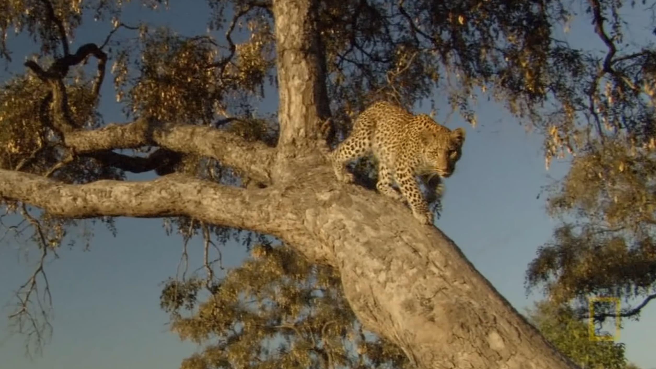 Eye of the Leopard: Revealed backdrop