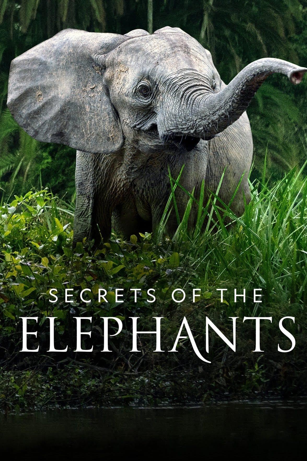 Secrets of the Elephants poster