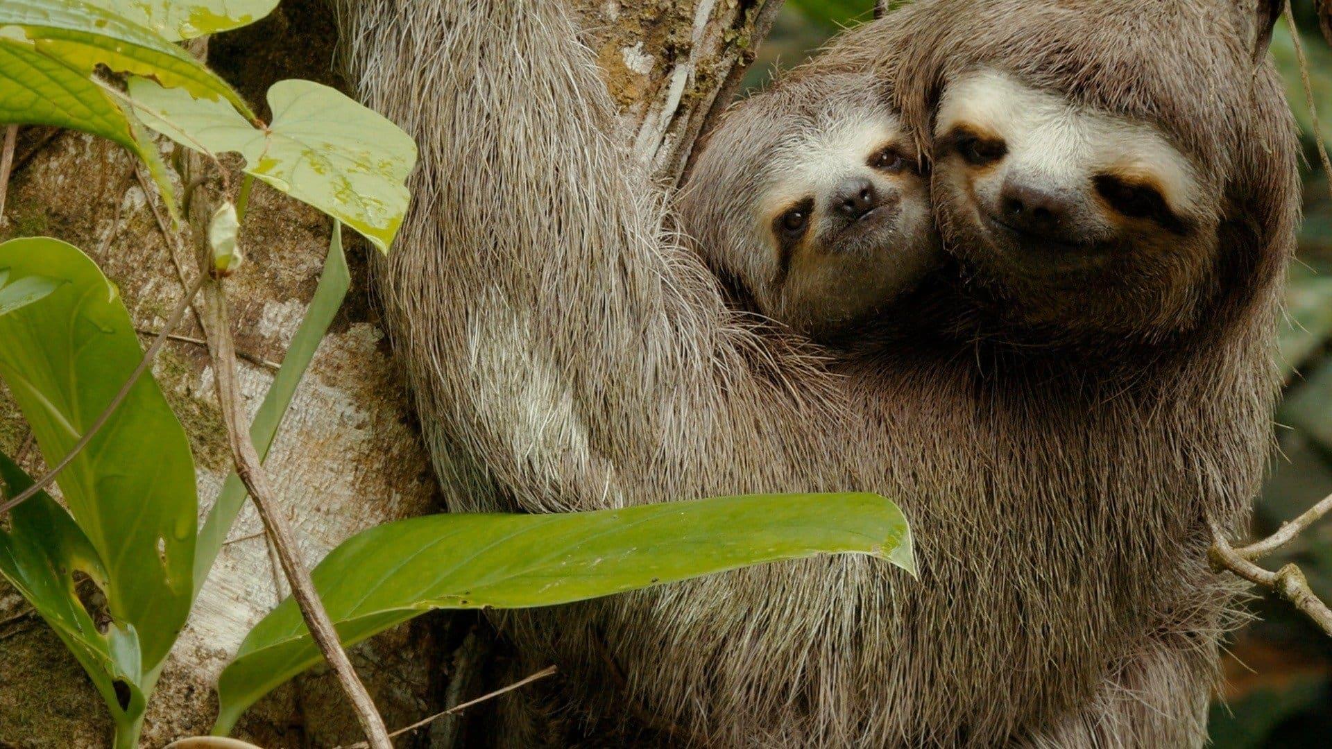 Colombia - Wild and Free backdrop