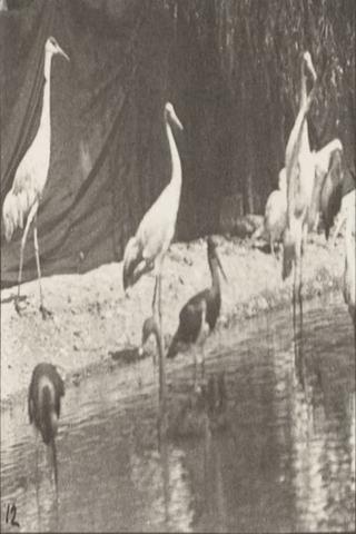 Storks, Swans, etc. poster