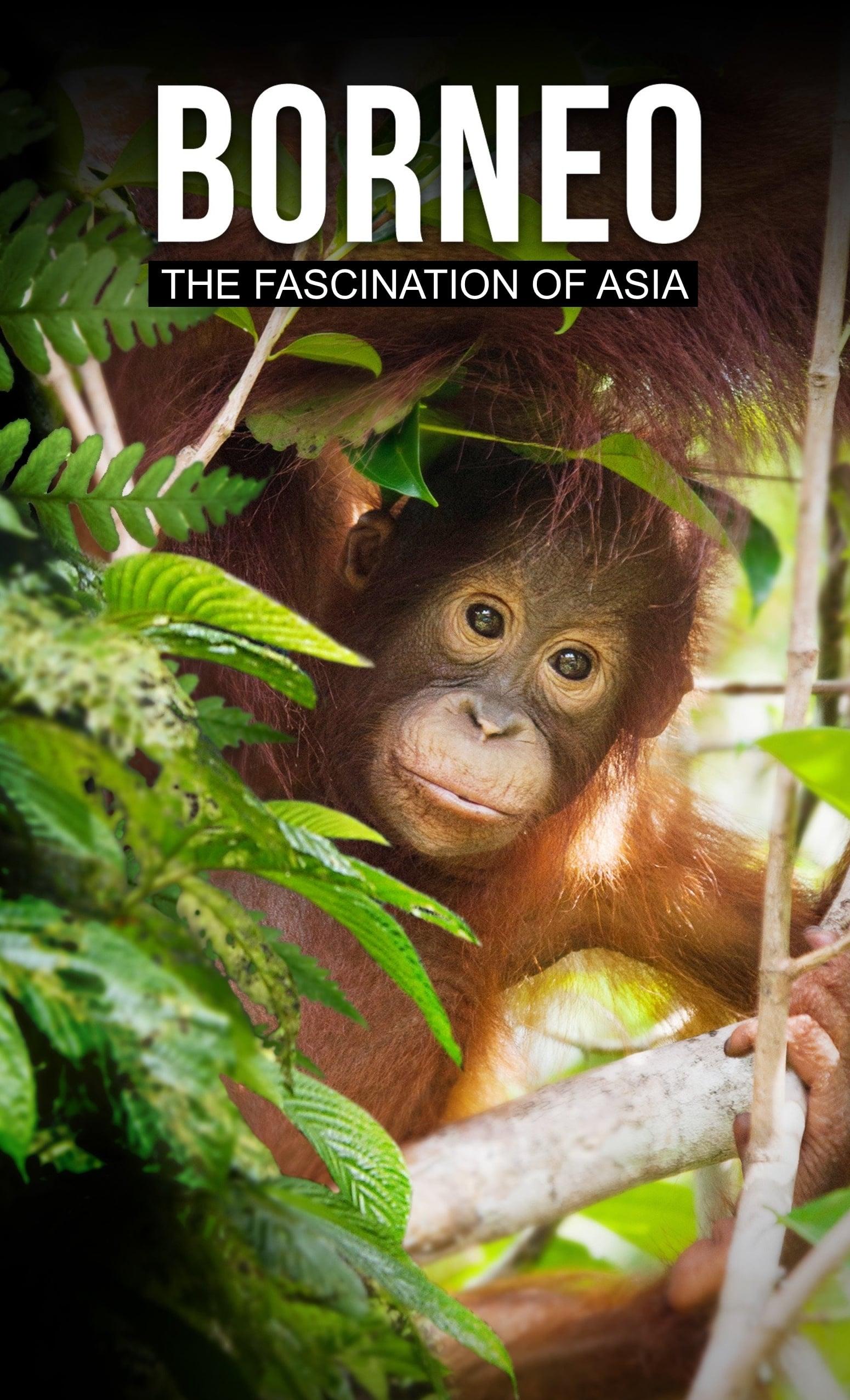 Borneo: The Fascination of Asia poster