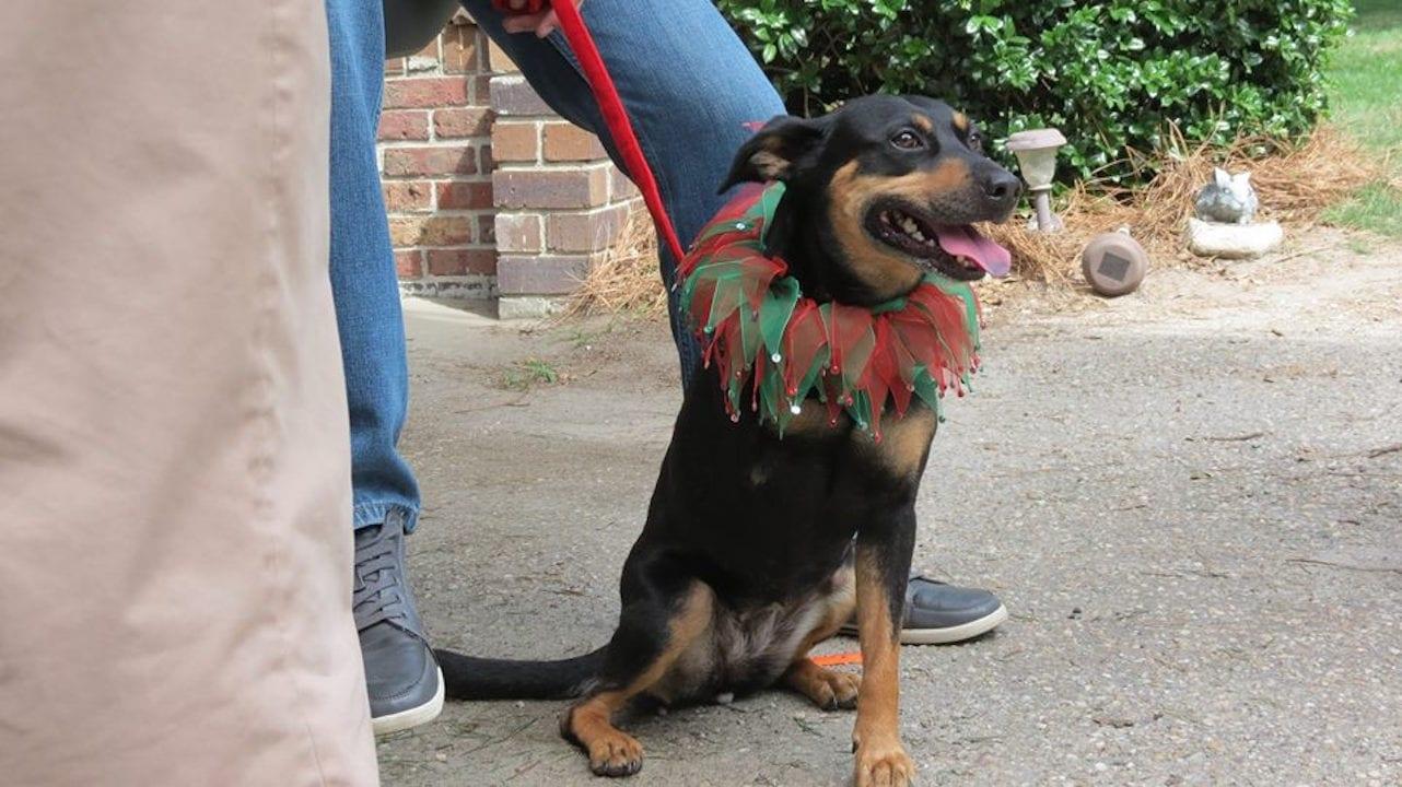 12 Dog Days Till Christmas backdrop