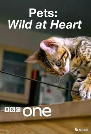 Pets: Wild at Heart poster