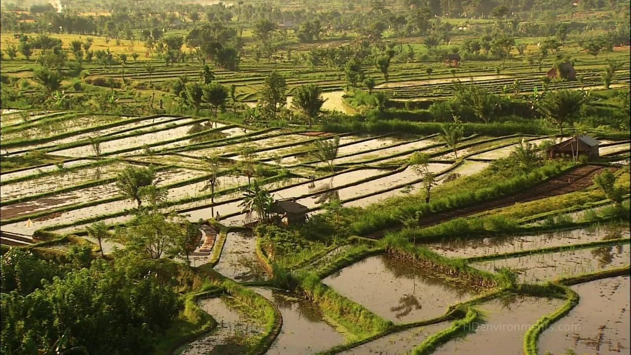 Living Landscapes: Bali backdrop