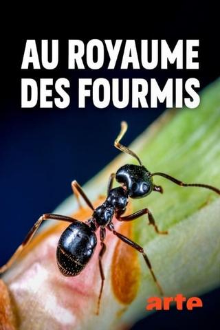 Au royaume des fourmis poster