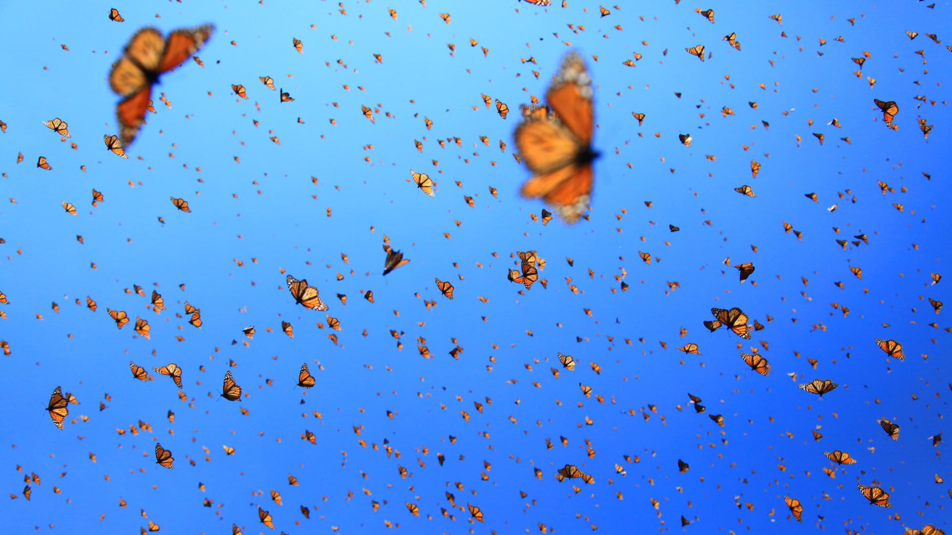 Flight of the Butterflies backdrop