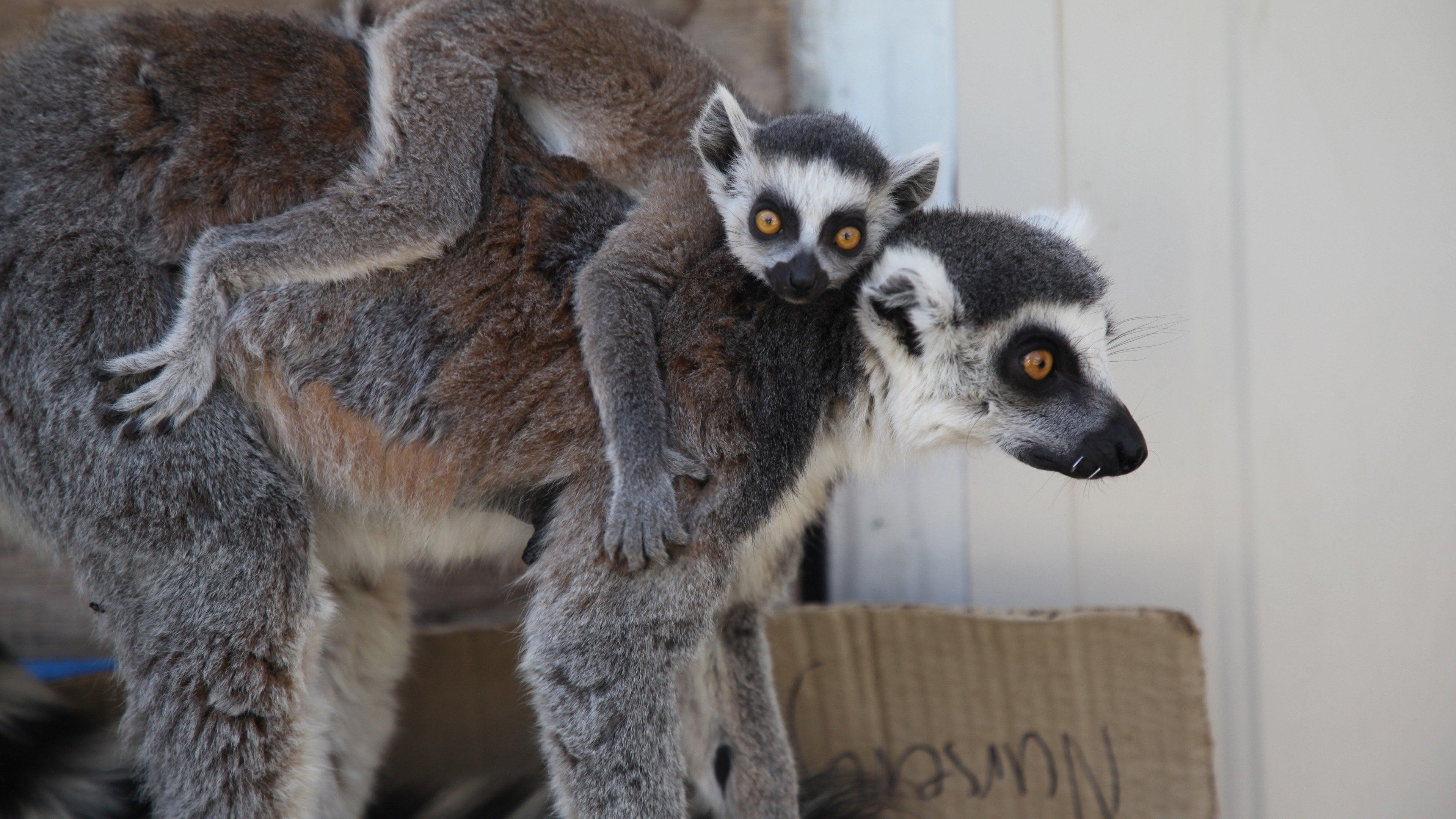 Secrets of the Zoo: Down Under backdrop