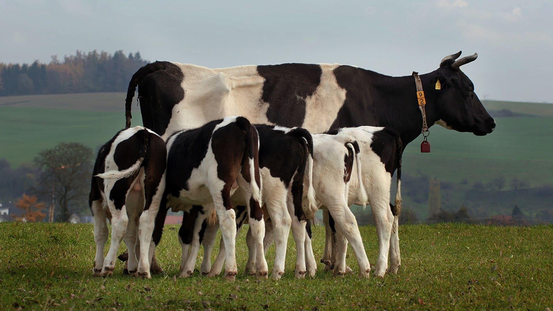 The Secret Life of Cows backdrop