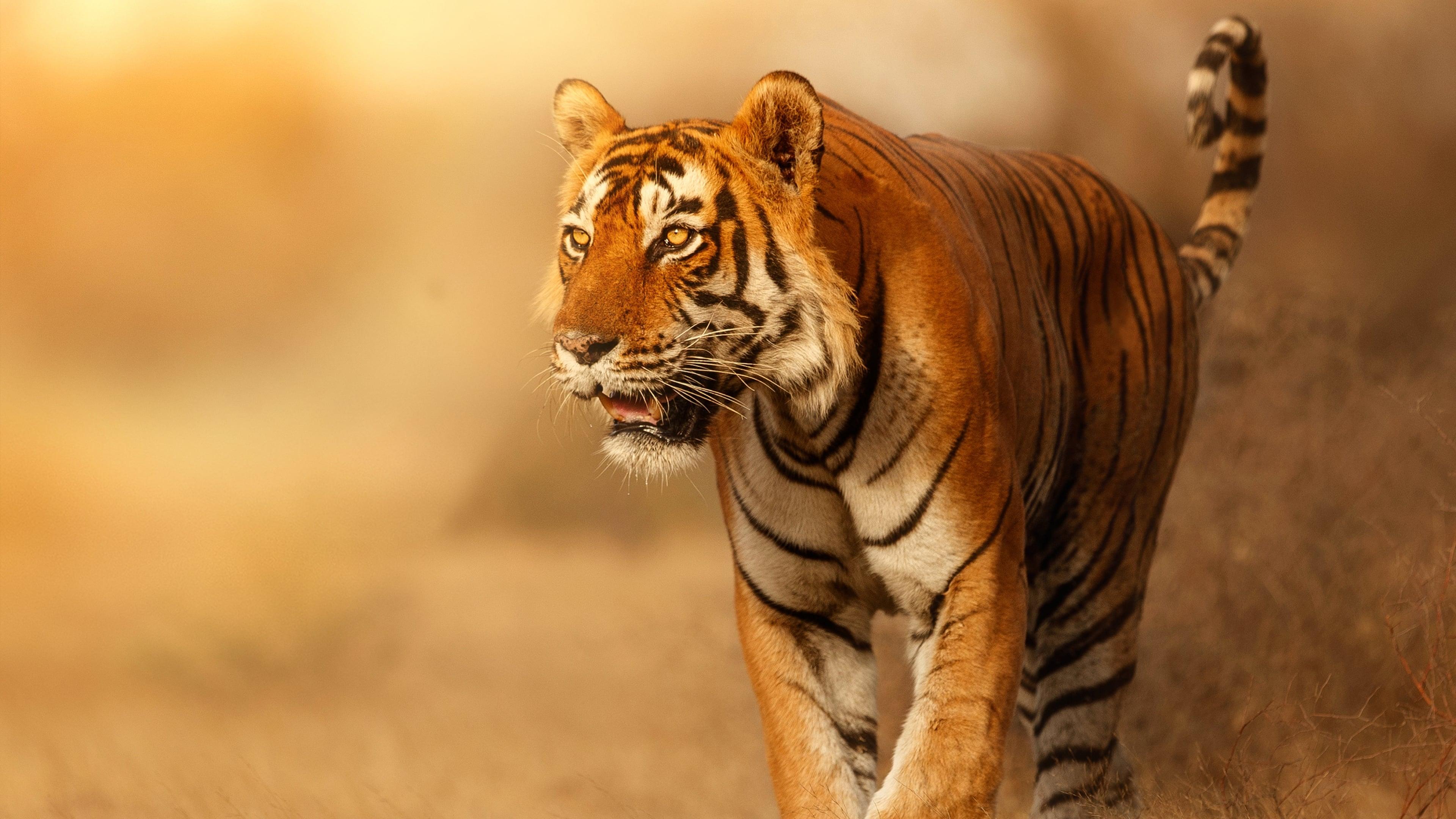 Wild Cats of India backdrop