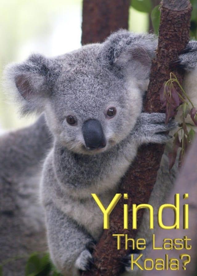 Grainger's World: Yindi: The Last Koala? poster