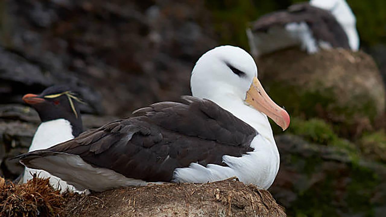 Albatros et gorfou, une fable australe backdrop