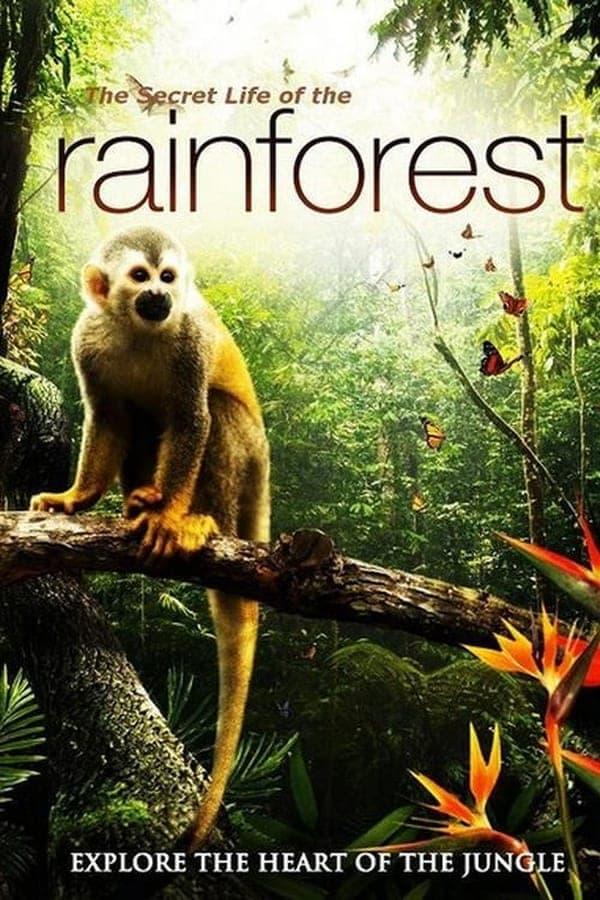 Secret Life of the Rainforest poster