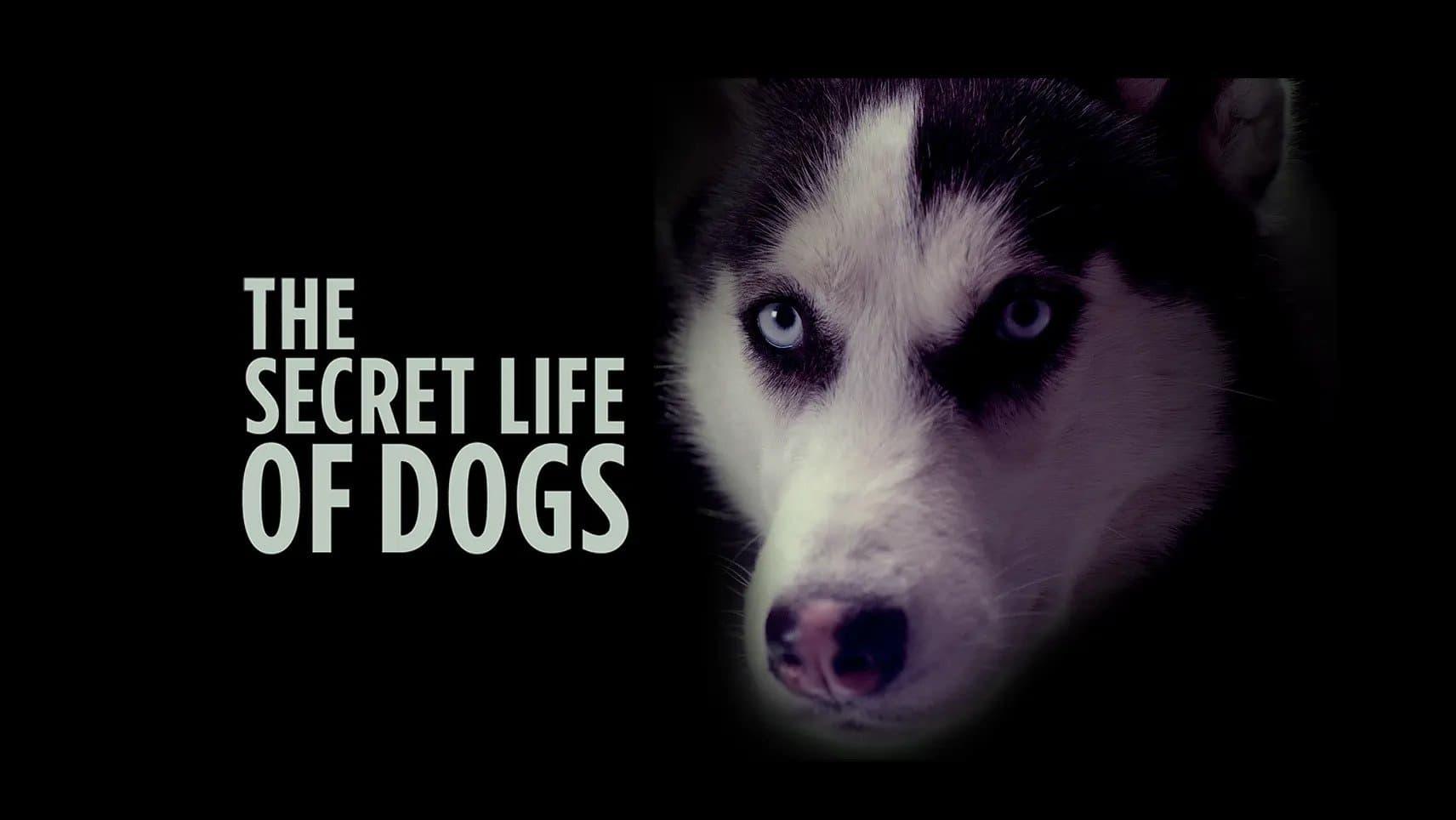 The Secret Life of Dogs backdrop