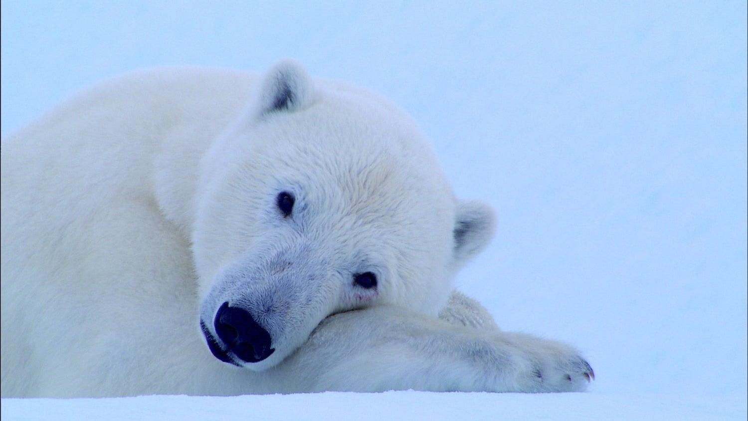 Tears in the Arctic backdrop