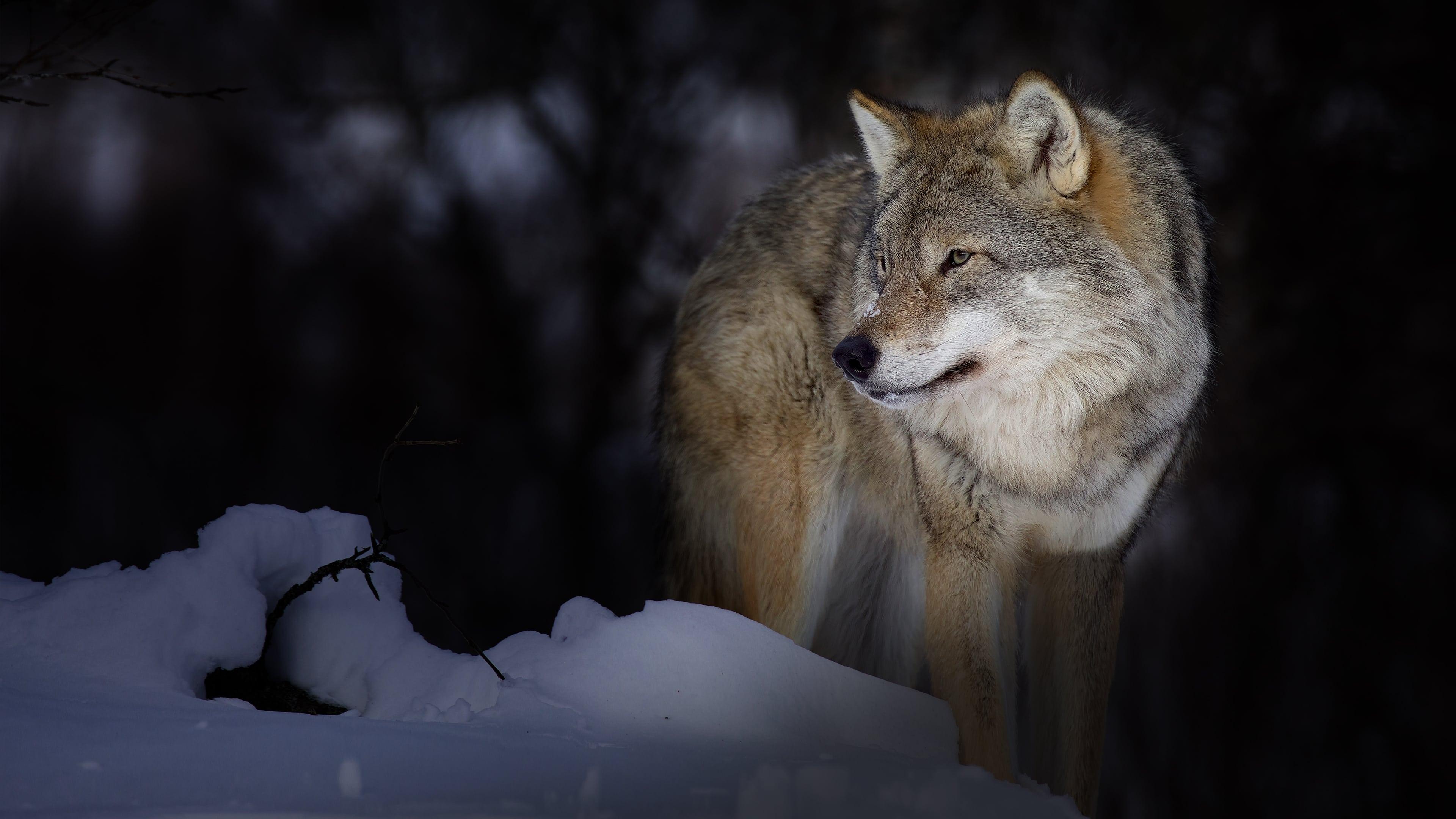 Wild Lapland backdrop